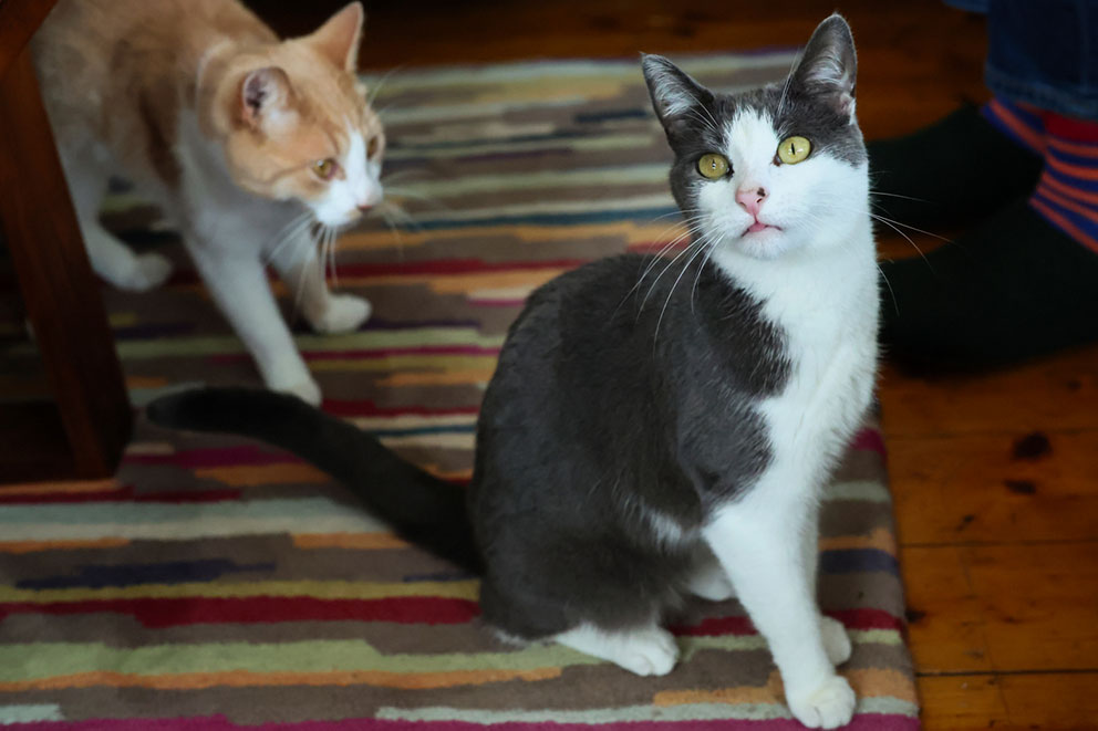 Beatrice, a grey and white cat sits on a striped rug while Dante, a ginger and white cat approaches from behind.