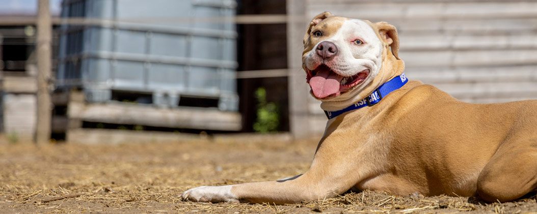 Nova, a tan and white dog lies on dry ground outdoors, looking happily towards the camera.