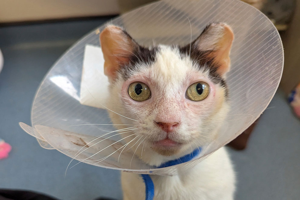 Molly, a white cat with black patches on their head, wears a clear plastic protective cone.