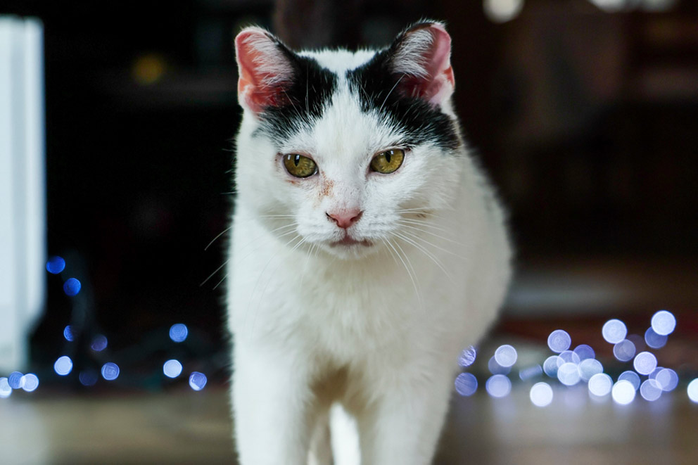 Molly, a black and white cat with a nick in their ear walks towards the camera.