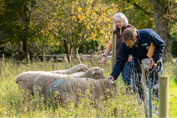 Sheep being fed in a field by RSPCA Assured staff