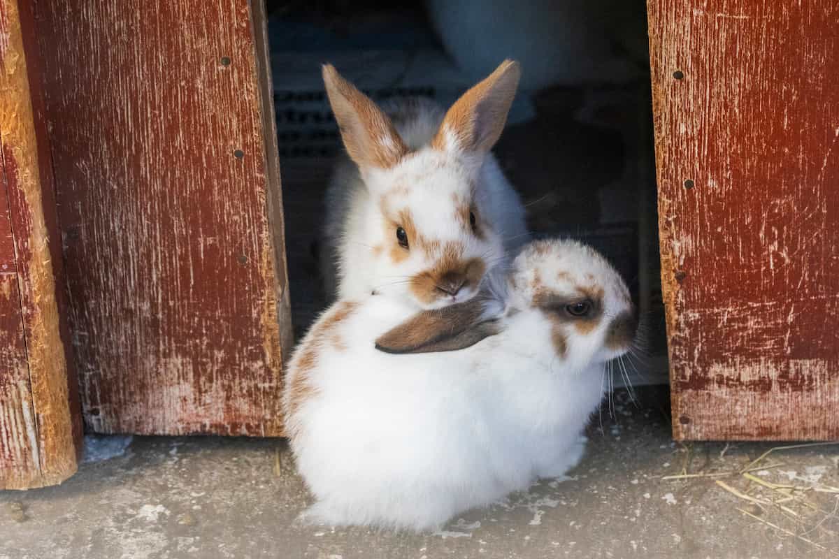 An adult rabbit sitting closely beside a young rabbit outside a wooden shelter.