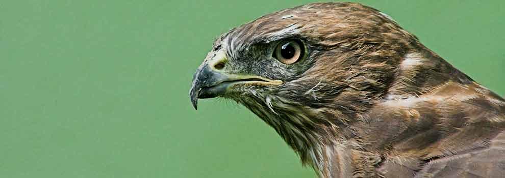 Profile portrait of single adult outdoors RSPCA West Hatch Wildlife Centre