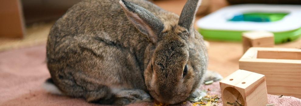 male agouti rabbit inside eating food © RSPCA Photolibrary