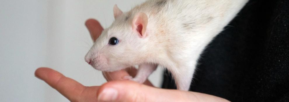 a female domestic top-eared rat held by a human hand © RSPCA