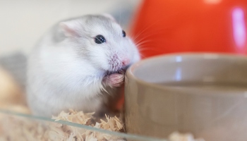 close-up of mouse eating