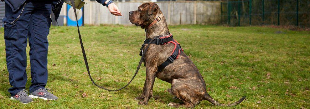 mastiff cross dog sitting on grass being offered a dog treat