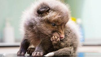 Fox cub nibbling its own foot