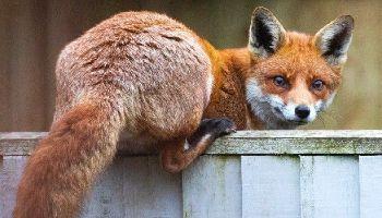 Fox perched on a fence looking backwards