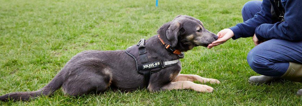 crossbreed puppy receiving dog training outside