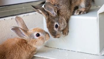 A pair of rabbits greet nose to nose at an RSPCA animal centre