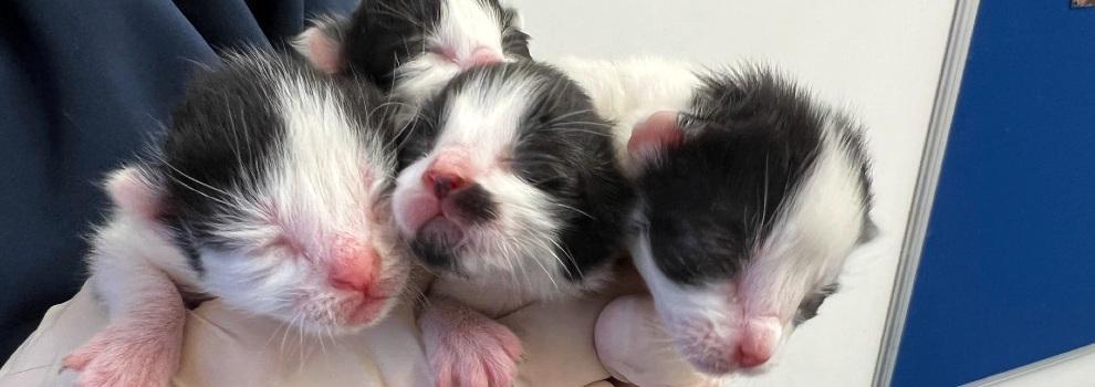 Three black and white kittens being held by a vet