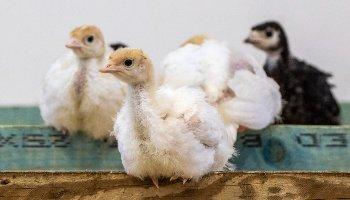 three turkey chicks on purpose-built perch in an indoor unit