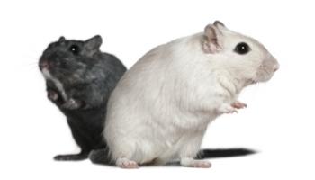 two gerbils © Fotolia