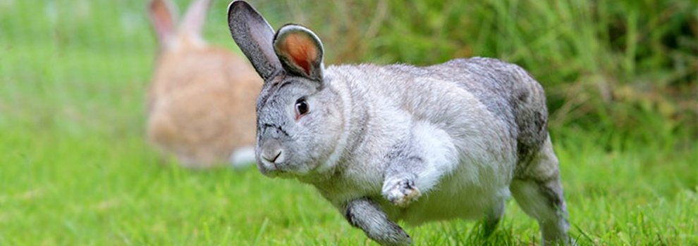 Single adult running in garden Cheshire © RSPCA