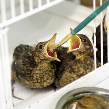 A fledgling baby bird has feathers​