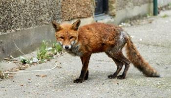 Injured fox on a footpath