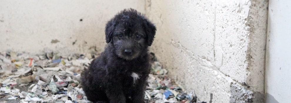 Puppy at a puppy farm