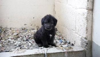 Puppy at a puppy farm