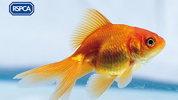 Goldfish