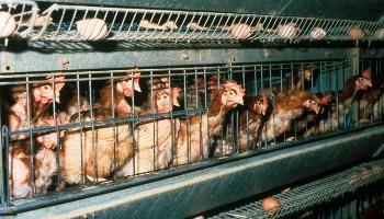 Battery hens in an indoor cage unit