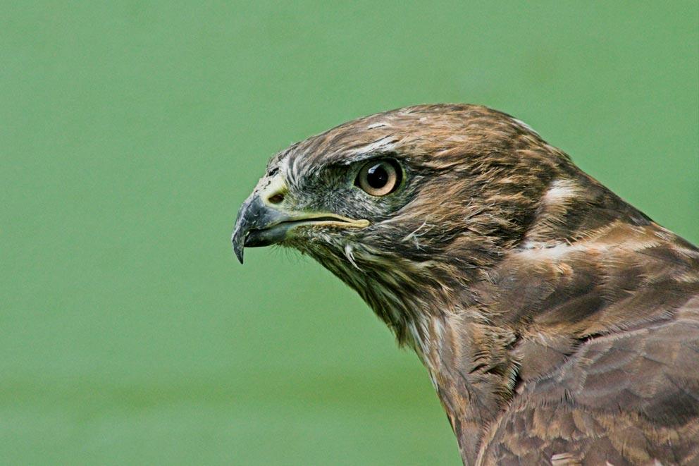 Head shot of an adult buzzard.