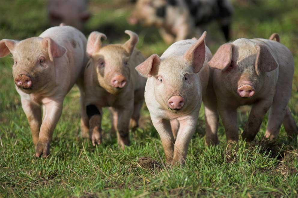 Piglets in Freedom Food accredited breeding unit, Dingley Dell Products, Suffolk, UK