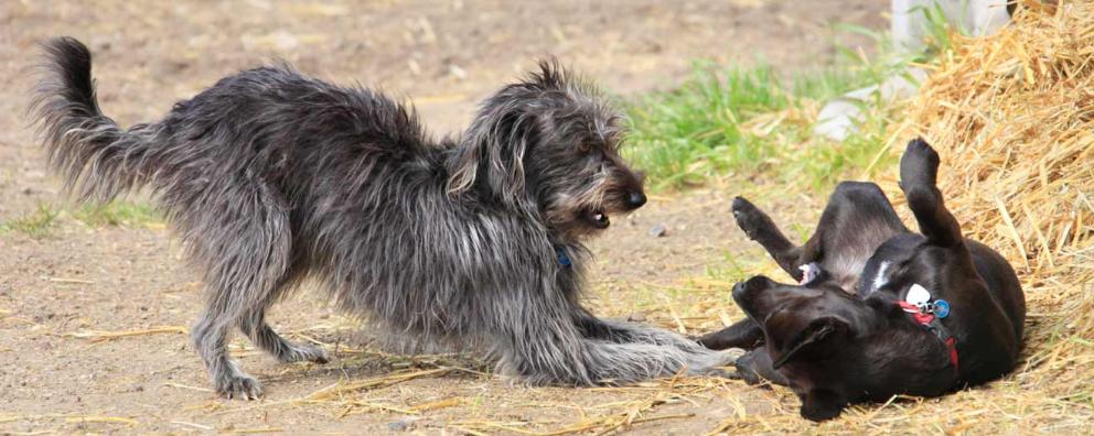 two cross-breed dogs playing © RSPCA