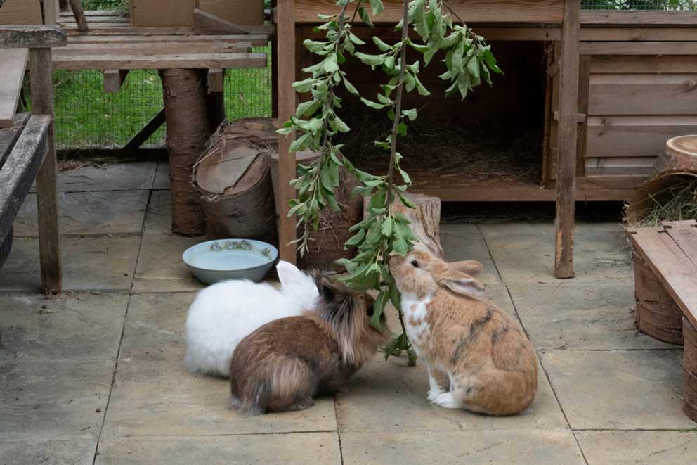 Three rehomed rabbits enjoying food enrichment in their large rabbit enclosure.