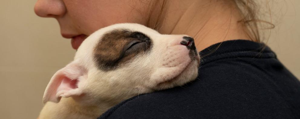 Animal care assistant Charlie with a staffordshire bull terrier puppy on her shoulder.