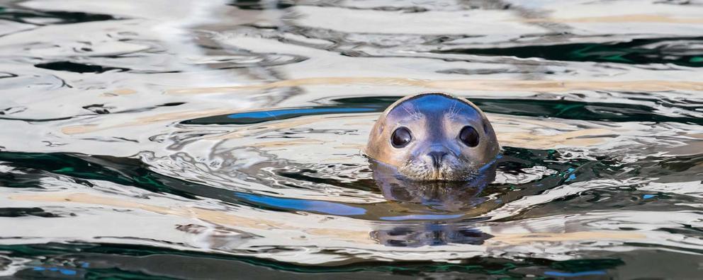 A seal swimming with their head just above the water.