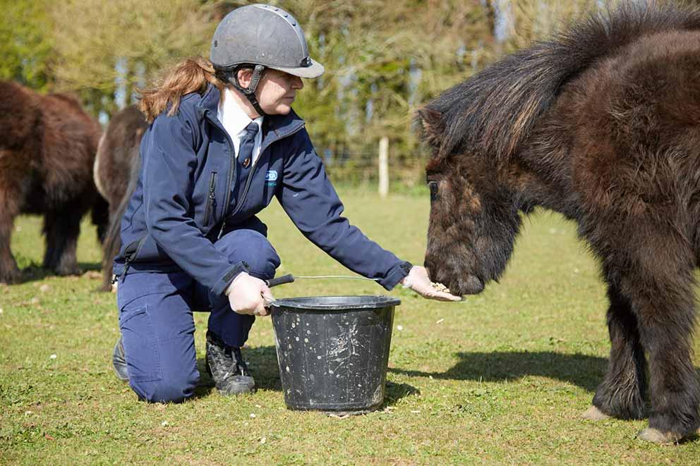 Woman feeding a shetland pony