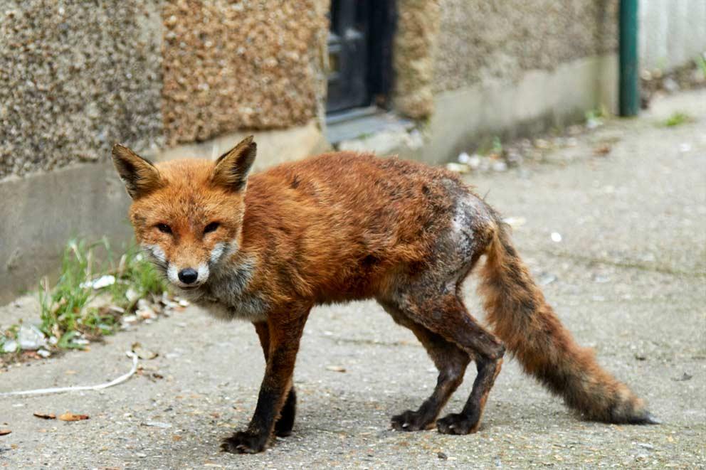 A fox with a skin condition and injured back legs found  by the RSPCA.