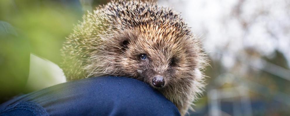 A rescued hedgehog has a toe amputation at RSPCA Mallydams wood wildlife centre is on a animal carer's knee in the garden.