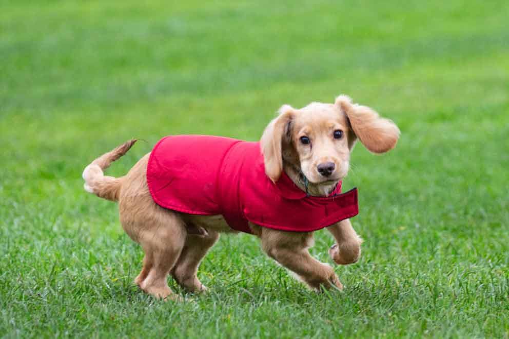 A puppy wearing a red coat playing on the grass.