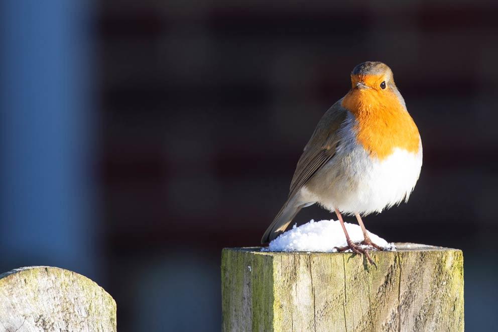 A Robin standing on a wooden post in the snow at RSPCA Leybourne animal centre.