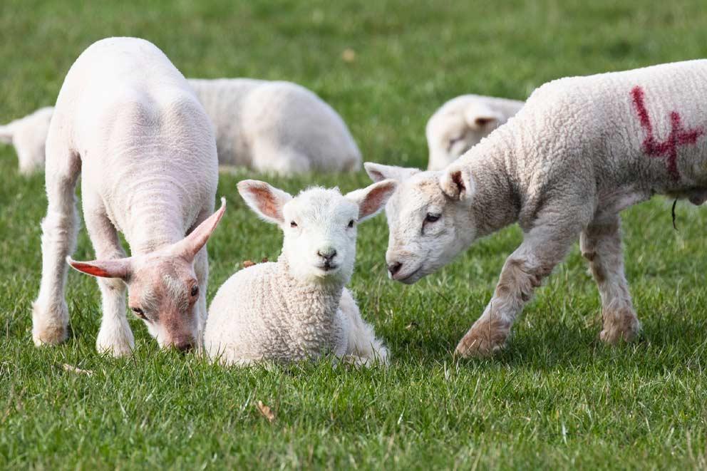 Young springtime lambs in a field in Romney Marsh, Kent