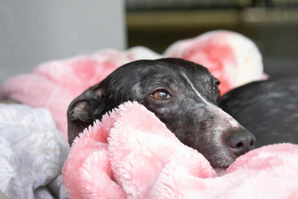 Crossbreed dog George curled up in a blanket and basket.