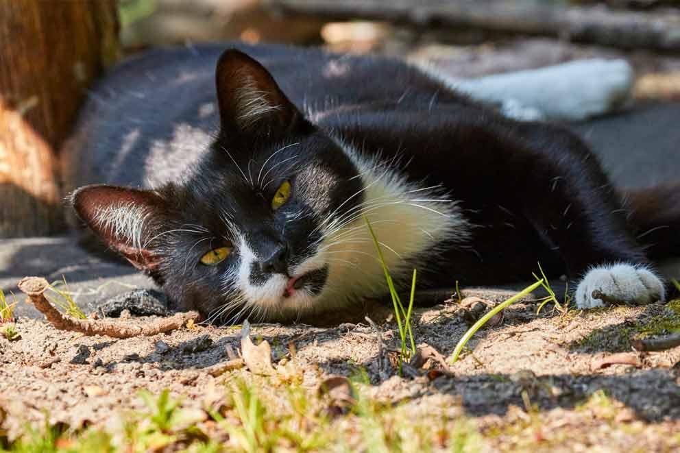 A cat lying down in the shade of a tree.