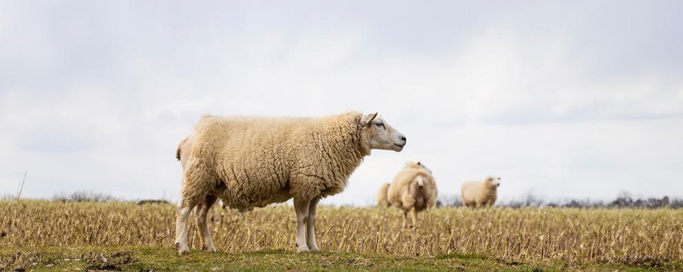 A number of sheep roaming in a a field.