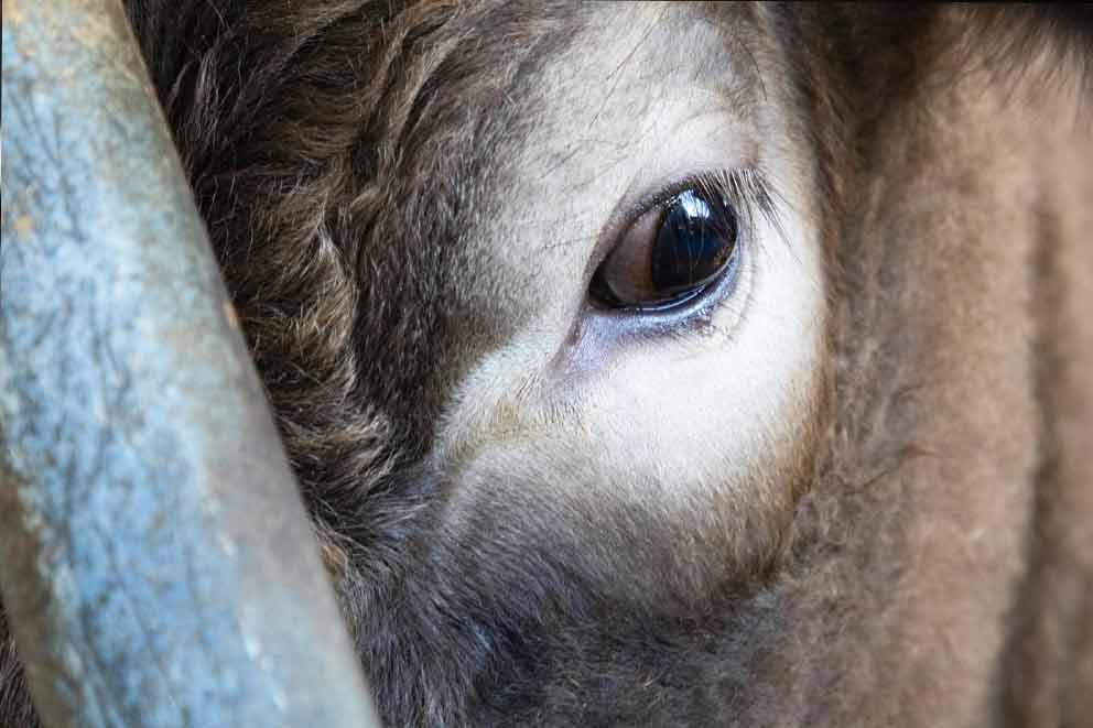 A close-up of a cow's eye from a high welfare farm in Hastings.