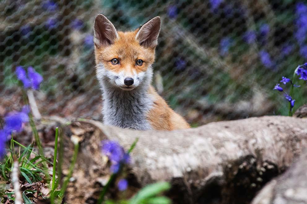 A fox standing outdoors in front of a log and flowers.