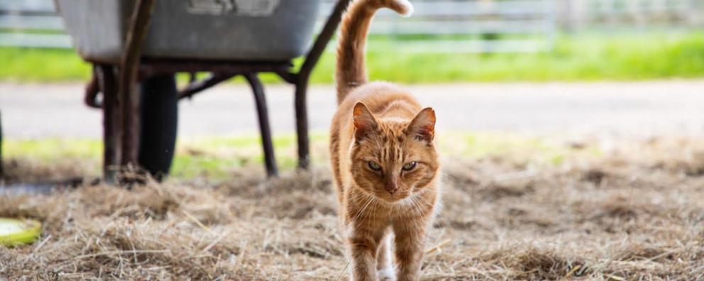 Picture of a ginger shorthaired farm cat.