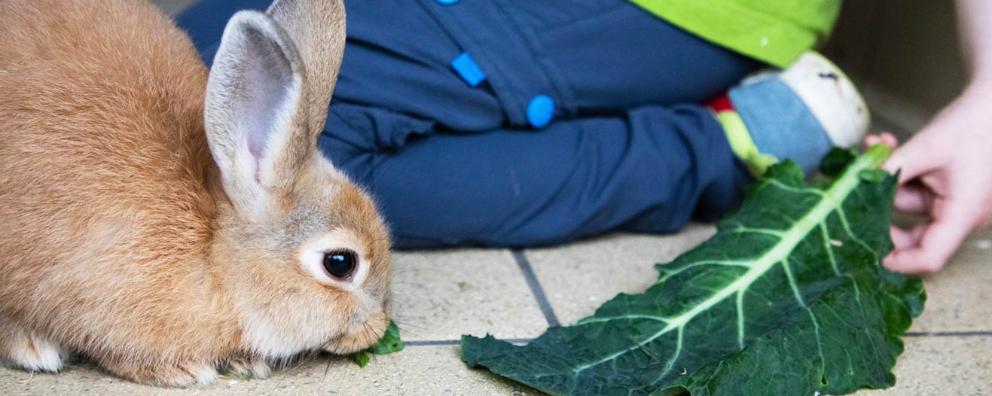 Young boy offering a cabbage leaf to a rescued rabbit at Leybourne Animal Centre.