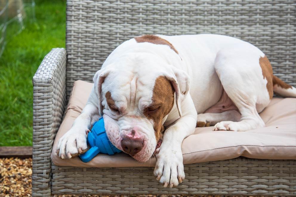 Bull mastiff cross breed dog sitting on a chair in the garden, trying to get a treat out of an enrichment Kong.