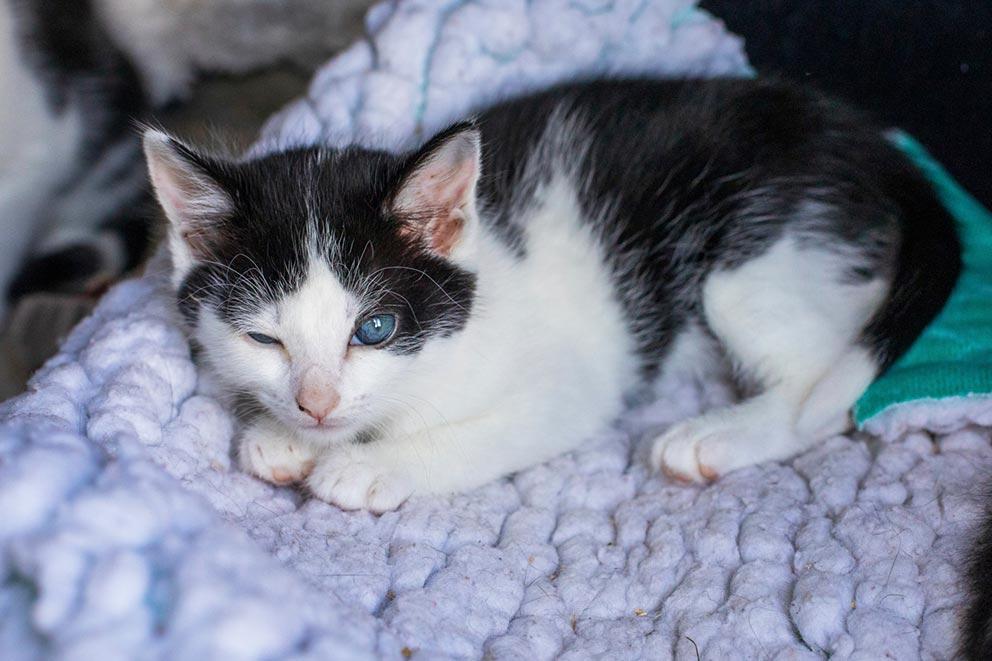 Black and white cat laying on blanket