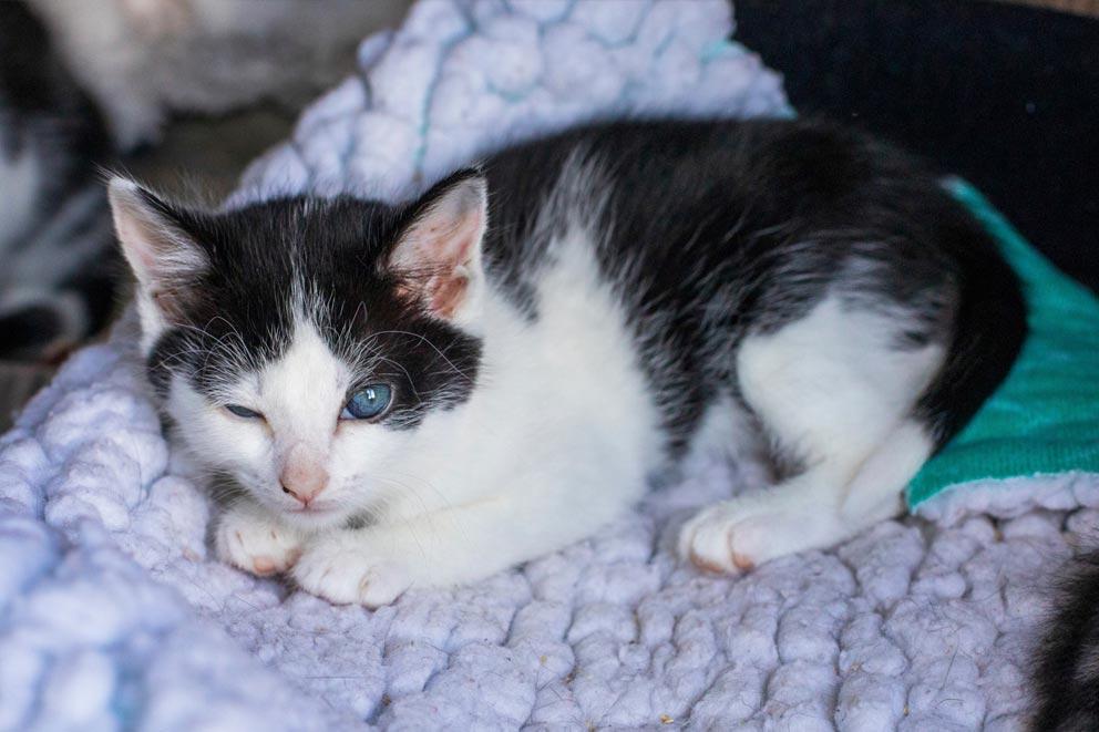 Kitten lying on a blanket with one eye closed.