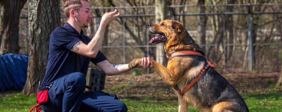 7 year old German Shepherd Crossbreed Moose is exercised in the compound by Animal Care Assistant Adam Tasker at Leybourne animal centre in Kent.