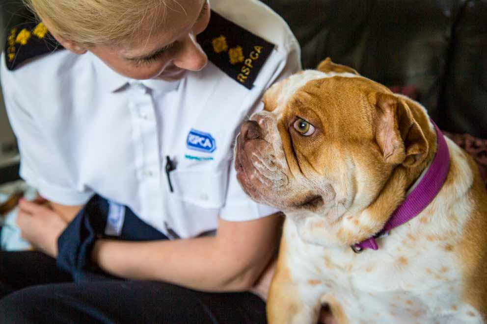 An inspector and Daisy the rescued bull dog.