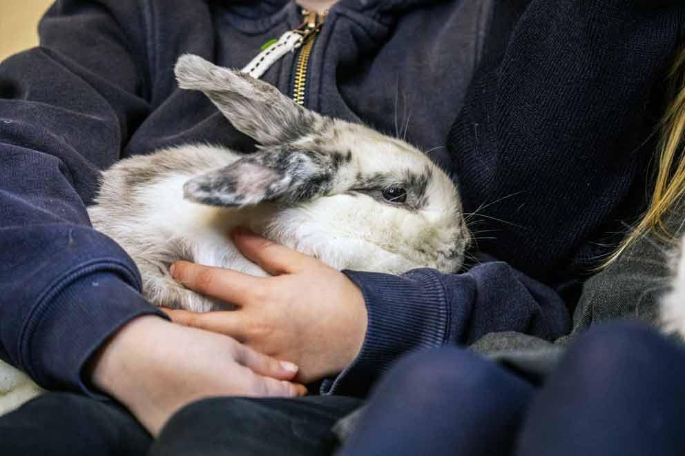 An adopted rabbit having a cuddle with new owner.